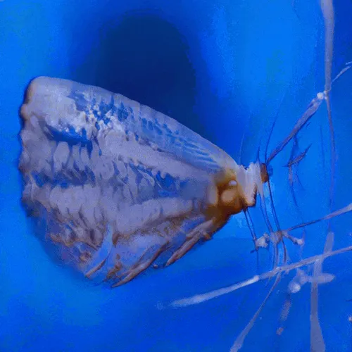 Item #12000457 Media