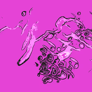 Confluence #33