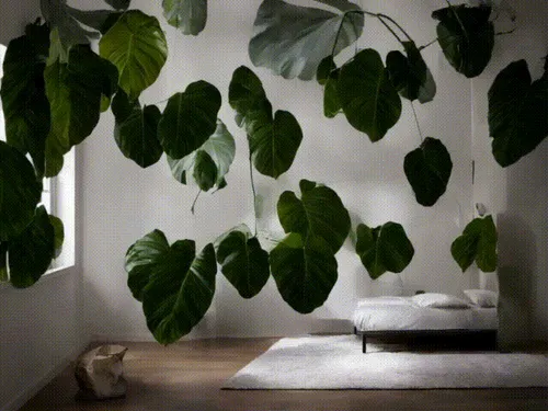 Item #16000064 Media