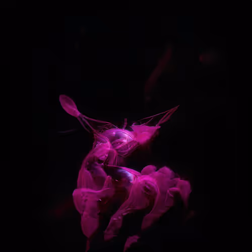 Item #12000251 Media