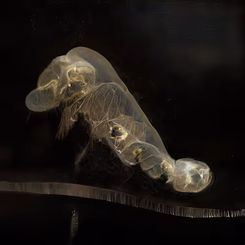 Item #12000389 Media