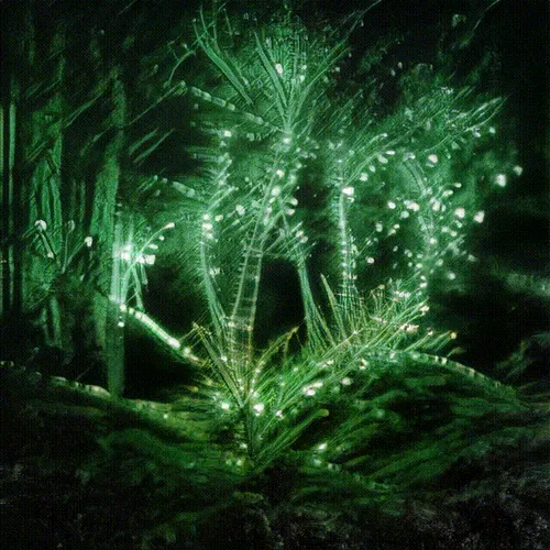 Item #24000453 Media