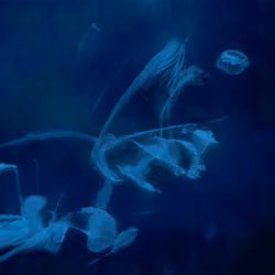 Emergent Finale 00221