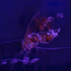Emergent Finale 00366