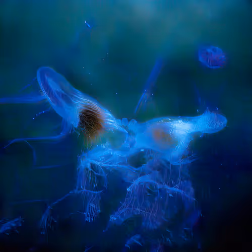 Item #12000207 Media