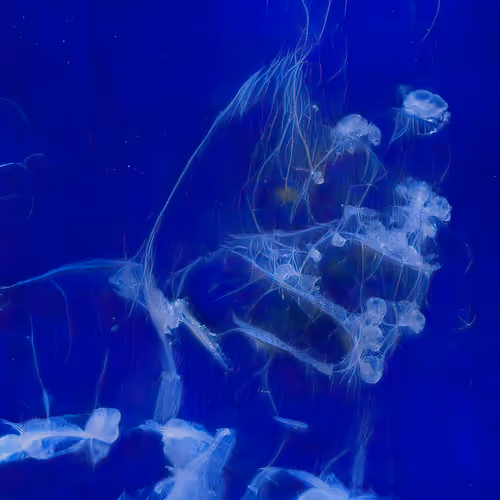 Chimerical Stories By Entangled Others Sofia Cresp