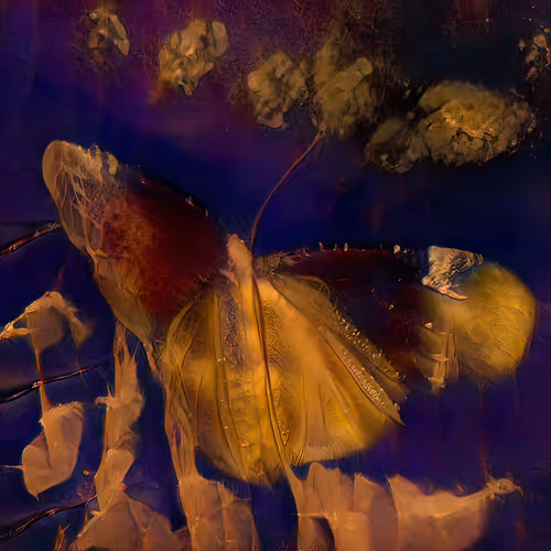 Item #12000109 Media