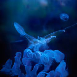 Emergent Finale 00338