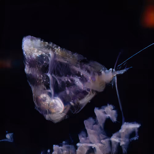 Item #12000339 Media