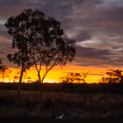 V I V I D © - Bushfire