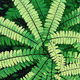 #413 Fractal Fern