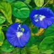Sapphire Katarolu: Butterfly Pea of Lanka #101
