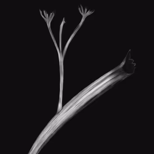 remnants