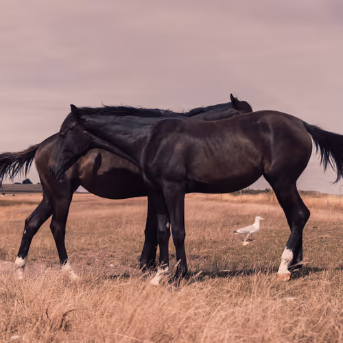 All the colours of the wind