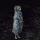 Meerkat