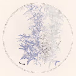 Polypaths | 植徑集 #201