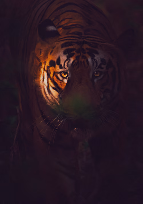In The Shadows