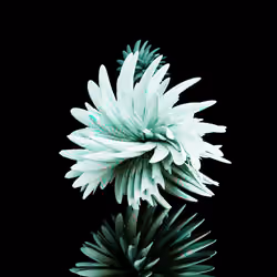 Harmonics Volume 2 #925
