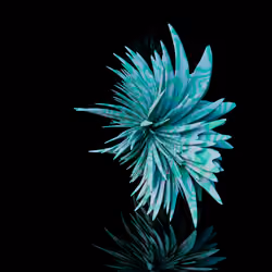 Harmonics Volume 2 #9161