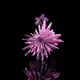2550