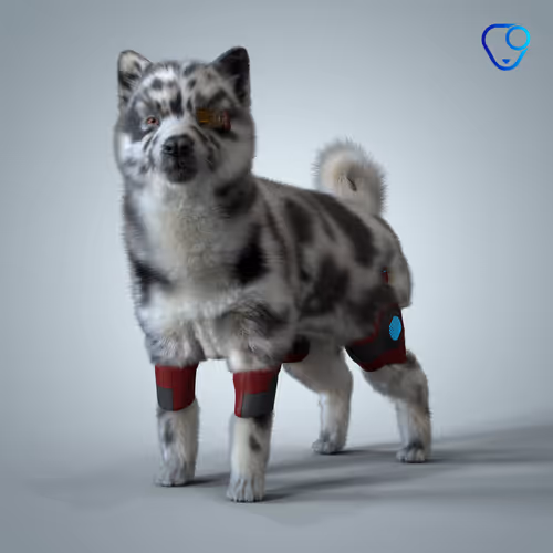 Shiba Inu #5