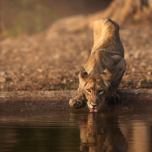 Reflections I