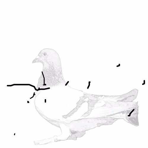 Pigeonart By Aaron Blaisdell