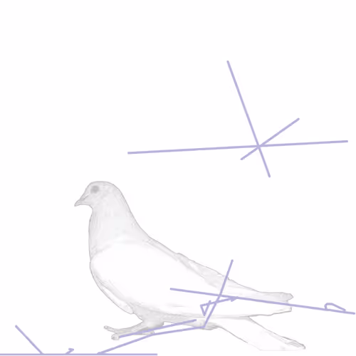 Pigeonart By Aaron Blaisdell
