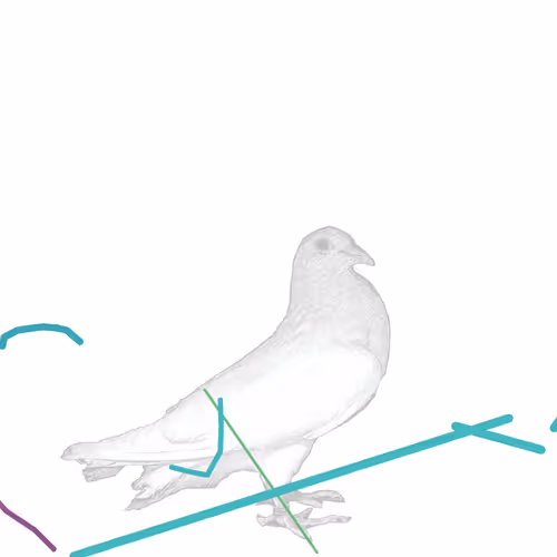 Pigeonart By Aaron Blaisdell