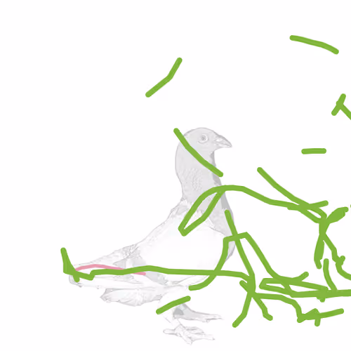 Pigeonart By Aaron Blaisdell