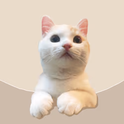 The Cat On Chain #2551
