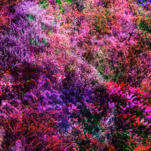 Wall Of Nature 1