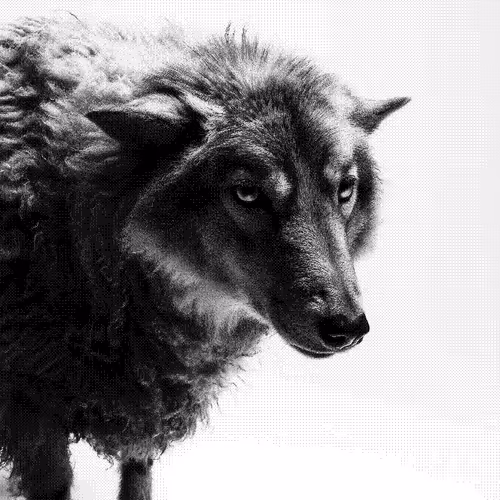 Wolves And Sheep