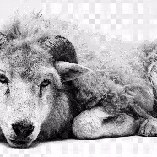 Wolves And Sheep