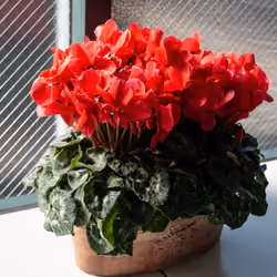 CYCLAMEN PERSICUM【sure】
