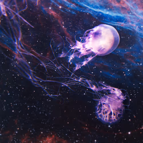 Mystical Jellies | v1