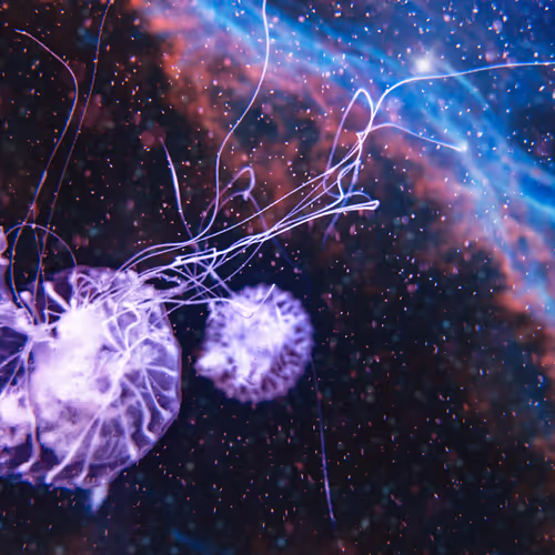 2nd Angle of These Mystical Jellies | v1