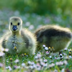 Sweet Baby Goose