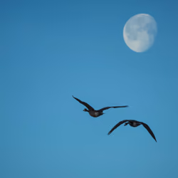 Goose to the Moon