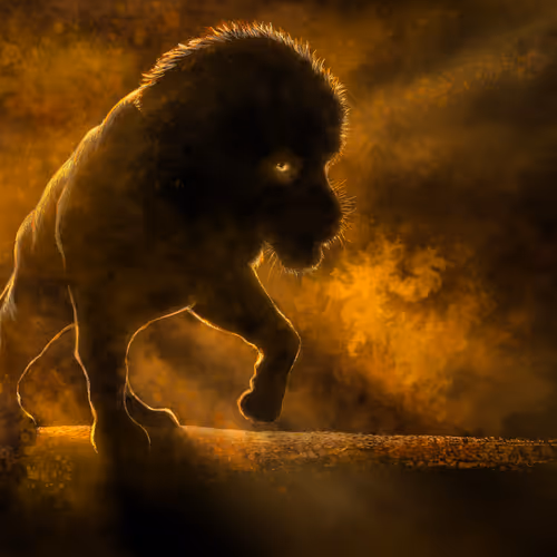 The Lion Wakes Tonight