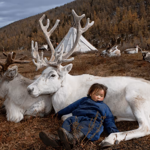Spirit Animals By Hamid Sardar