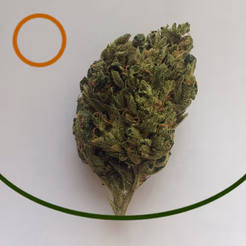 Ganja Master Collection
