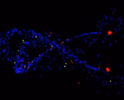 43792463560781556265569689858463143429649243267448038556726932312834463981170