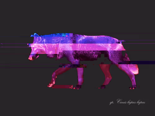 Hypercolor Wolf