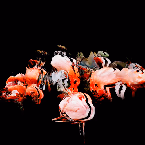 Flamingos
