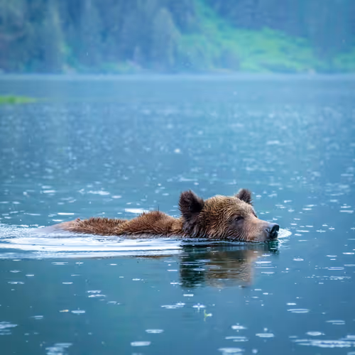 The Grizzly's Wild Swim