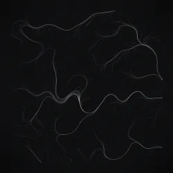 MERIDIAN #20