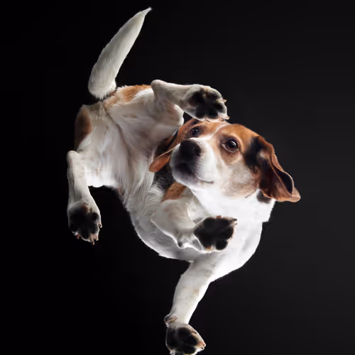 Under Dogs V2