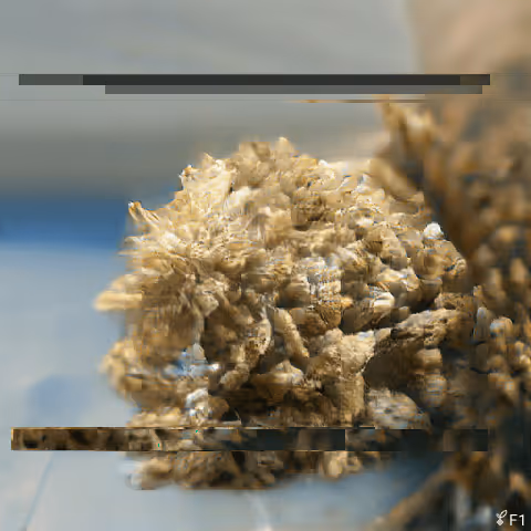 Entropyseeds