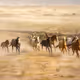 Heirs of the Plains